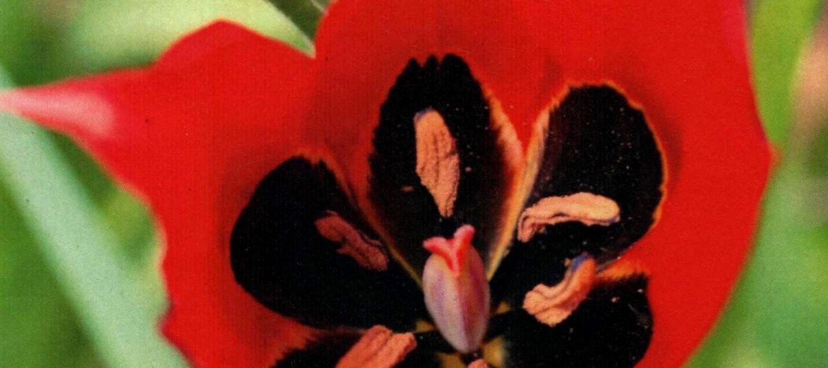 Tulipe d'Agen à Villebramar