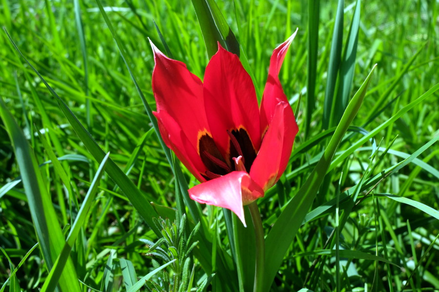 Tulipe d'Agen - Villebramar
